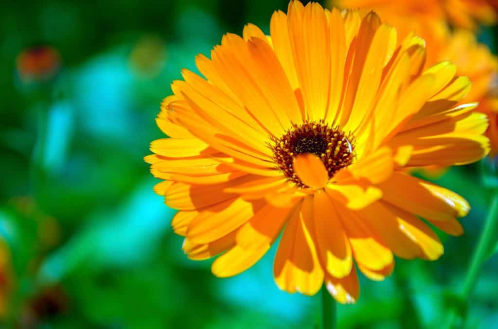 Calendula (Calendula officinalis)