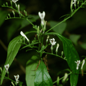 Andrographis Tea