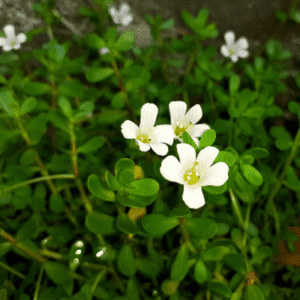 Brami (Bacopa monnieri) Tea