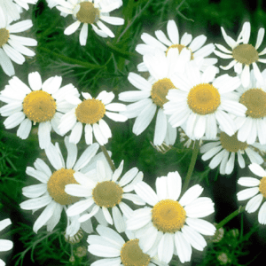 Chamomile Tea