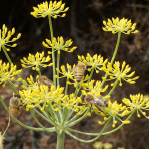 Fennel Seed (Foeniculum vulgare) Tea