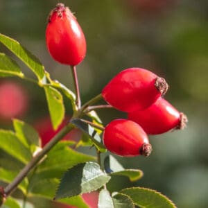 Rosehip Tea