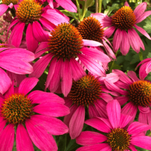 Echinacea Tea